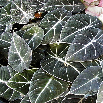 Alocasia Black Velvet