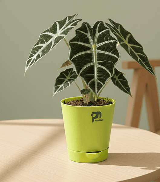Alocasia Black Velvet in 4 inch self watering pot