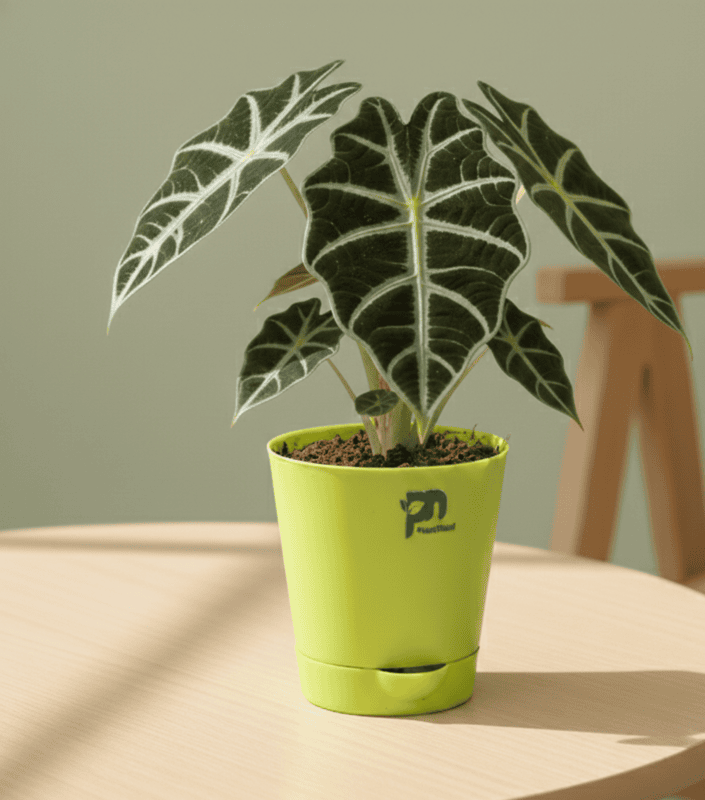 Alocasia Black Velvet in 4 inch self watering pot