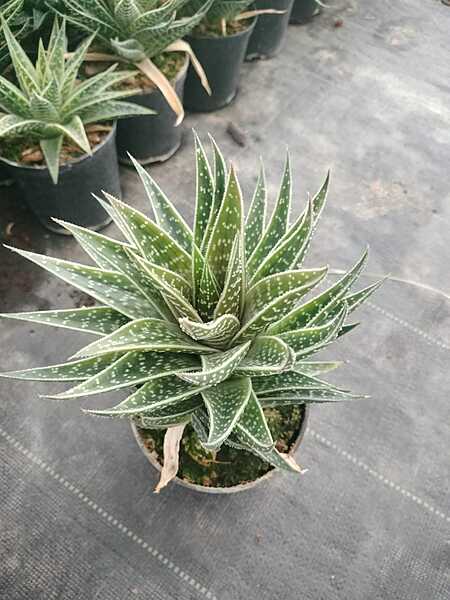 Aloe Aristata