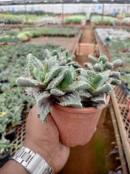Succulent Aloe Juvenna