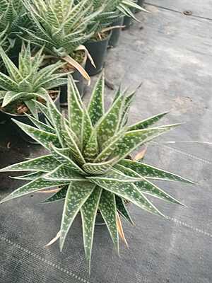 Aloe Aristata