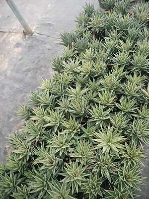 Aloe Aristata