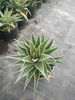 Aloe Aristata