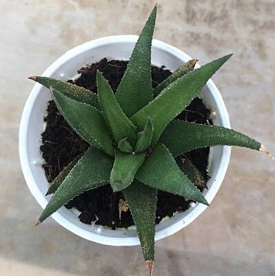 Aloe Vera Black Beauty