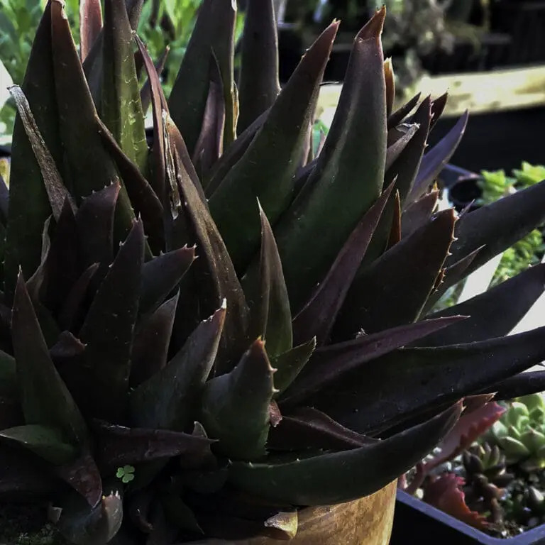Aloe Vera Black Beauty