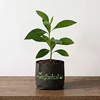 Amagdalina Plant (Vernoia Amygdalina)
