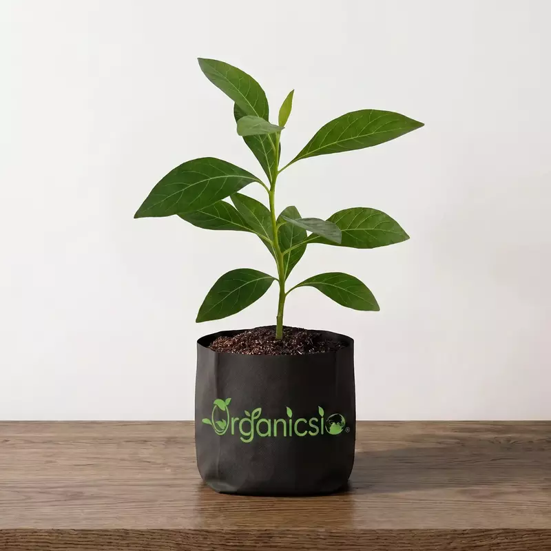 Amagdalina Plant (Vernoia Amygdalina)