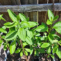 Amagdalina Plant (Vernoia Amygdalina)