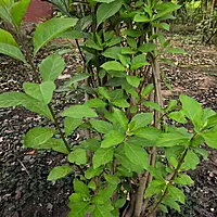 Amagdalina Plant (Vernoia Amygdalina)