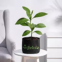 Amagdalina Plant (Vernoia Amygdalina)