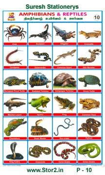 Amphibians & Reptiles - Educational Picture Chart No-10