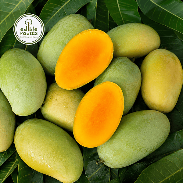 Amrapali Mango Amrapali Mango