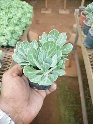 Angel Wings Succulent