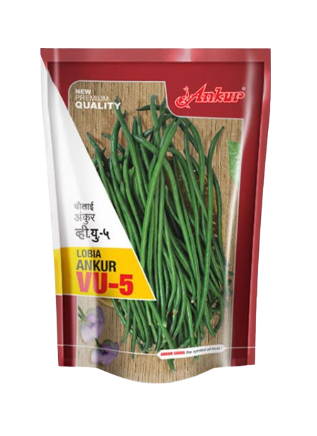 Ankur Lobia Cow Pea Seeds VU-5-100GM
