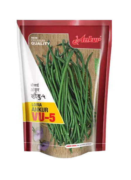 Ankur Lobia Cow Pea Seeds VU-5-100GM