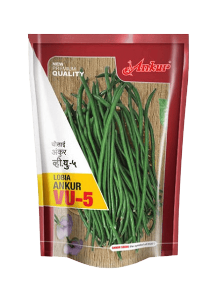 Ankur Lobia Cow Pea Seeds VU-5-100GM