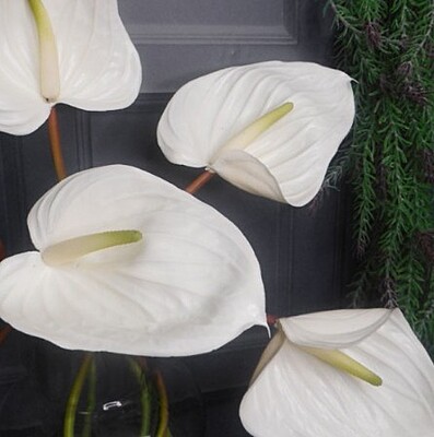 Anthurium Cream White Anthurium Cream White