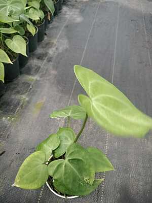 Anthurium Crystallinum