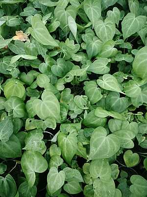 Anthurium Crystallinum