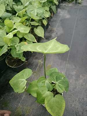 Anthurium Crystallinum