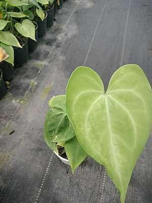 Anthurium Crystallinum