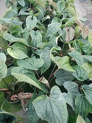 Anthurium Luxurians