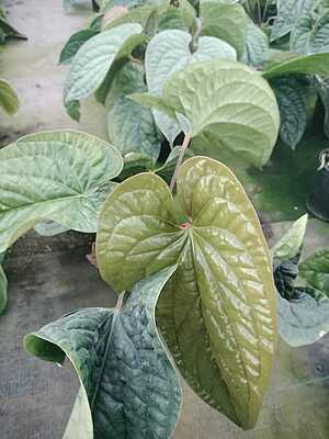 Anthurium Luxurians
