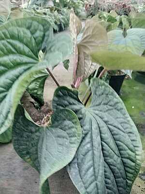 Anthurium Luxurians