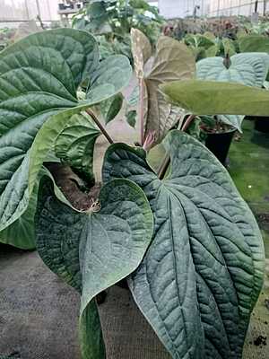 Anthurium Luxurians