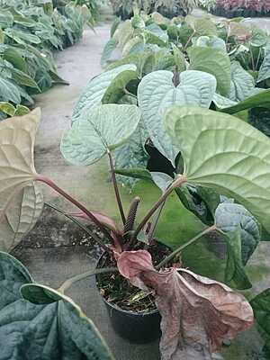 Anthurium Luxurians
