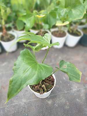 Anthurium Macrolobium