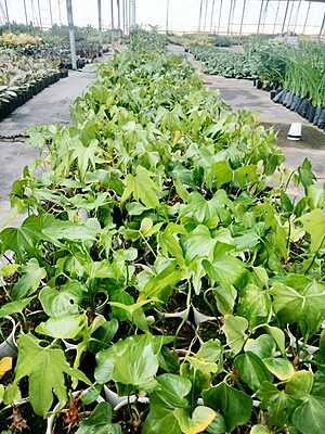 Anthurium Macrolobium