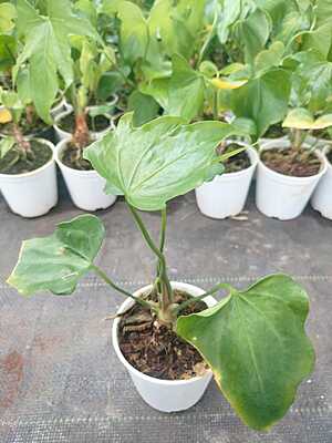 Anthurium Macrolobium