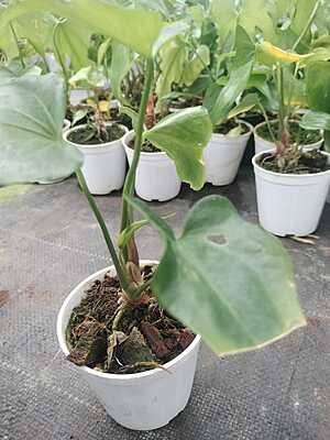 Anthurium Macrolobium