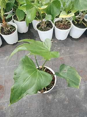 Anthurium Macrolobium