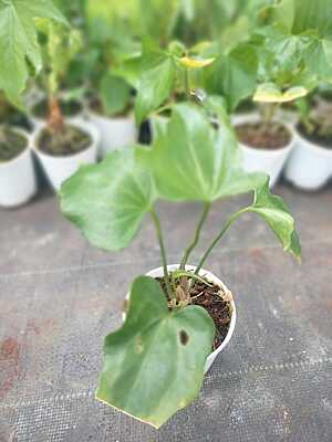 Anthurium Macrolobium