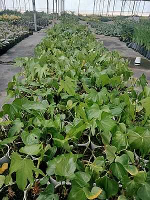 Anthurium Macrolobium