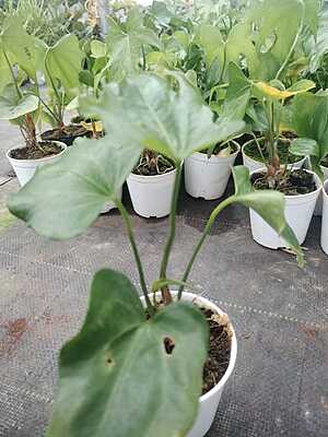 Anthurium Macrolobium