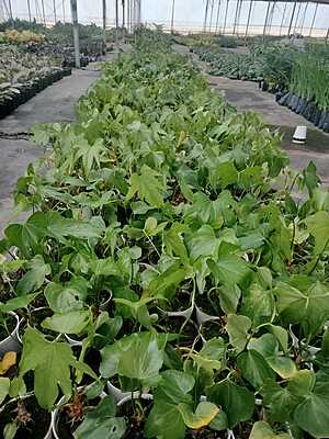 Anthurium Macrolobium