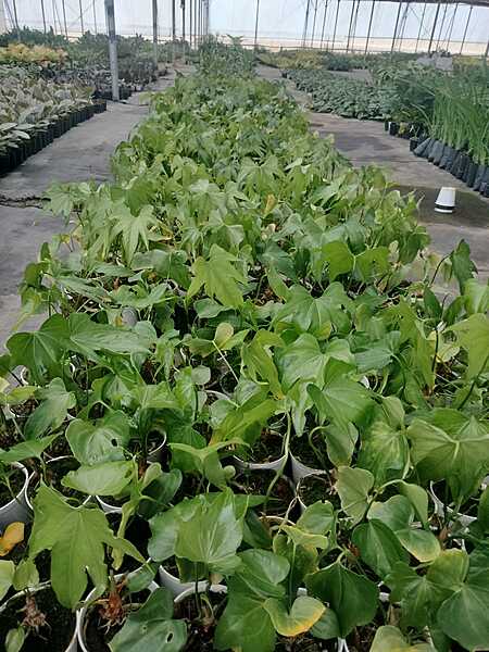 Anthurium Macrolobium