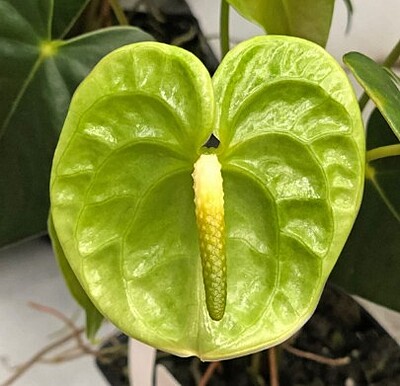 Anthurium Midori Green Anthurium Midori Green