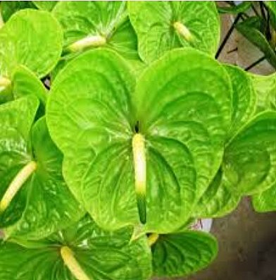 Anthurium Midori Green