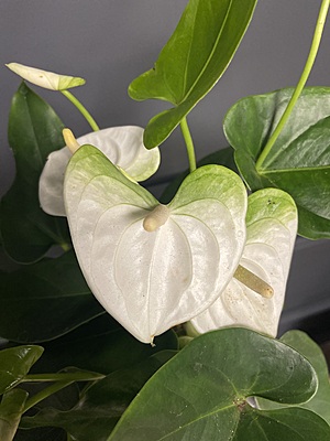 Anthurium Moments