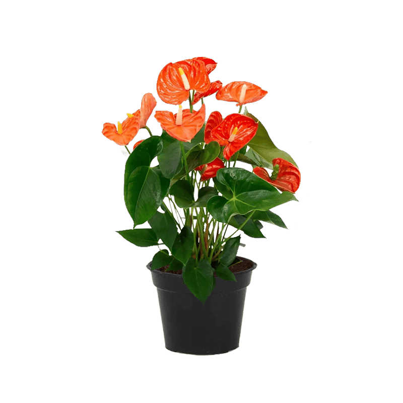Anthurium Orange