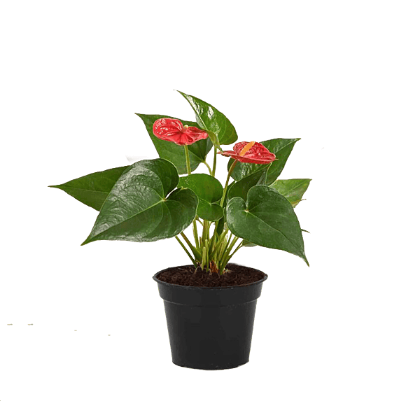 Anthurium Red
