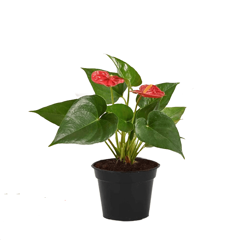 Anthurium Red