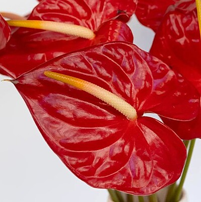 Anthurium Tropical Red Anthurium Tropical Red