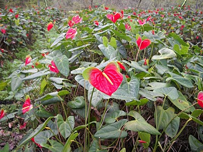 Anthurium Tropical Red