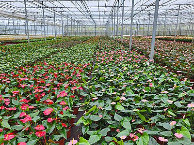 Anthurium Tropical Red